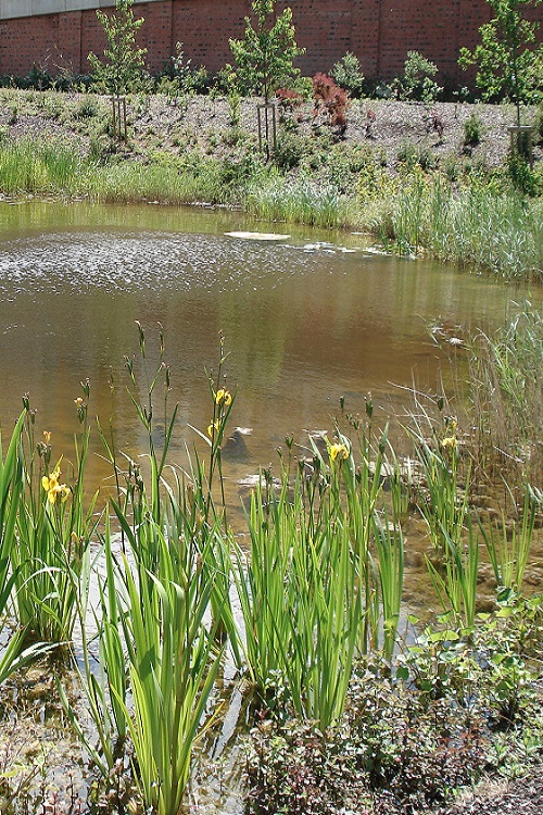 Attenuation pond